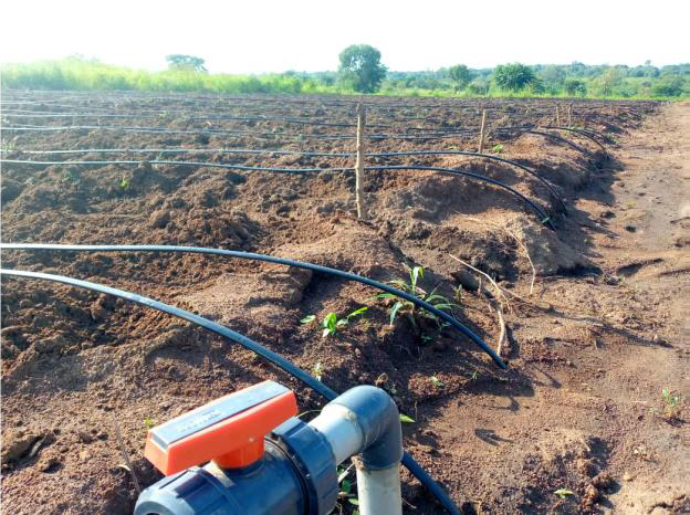Two-acre drip irrigation system for a refugee group at Bidibidi Refugee camp. 
